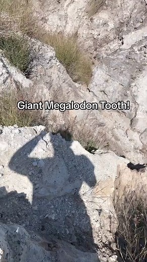 118K views · 529 reactions | The Russian Archaeologist #fossil #history #megalodon #shark #gaint #fossils #paleontology #dino #dinosaur #sharks | The Russian Archaeologist | Facebook