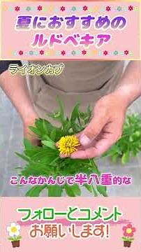 Recommended Rudbeckia for Summer by Gardening Channel #Gardening #GardeningTips #Beginner