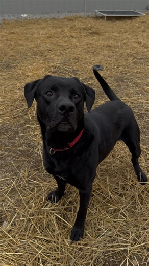 ✨🐶 #CERBERUS THE TOTAL PACKAGE 🐶✨ Okay… someone please explain something to us. What. Is. This. Dog. Doing. Here? Cerberus was an unfortunate owner surrender who came in with his little fur bestie. She was scooped up almost immediately (as she should’ve been)… and Cerberus has been patiently waiting ever since. And we just don’t get it. We were told he is: ✔️ Dog friendly ✔️ Cat friendly ✔️ Kid friendly (older respectful ) ✔️ Keeps his kennel clean ✔️ Smart as can be ✔️ Toy lover? Absolutely O
