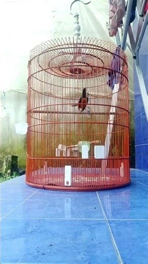 suara Keras burung Murai Batu