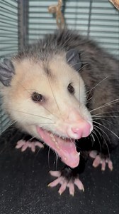 158K views · 5.5K reactions | It's time for this spicy girl to be on her way. I'm not sure why she got stuck at the top of a fence on Mitchell Avenue, but she seems fine and healthy and ready to get back to freedom. #opossums | WEST Wildlife Rehab | Facebook