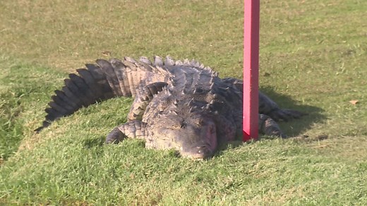 36K views · 301 reactions | Whoa! A crocodile makes himself at home on North Palm Beach golf course! (From CNN) | ABC7 Sarasota - WWSB | Facebook