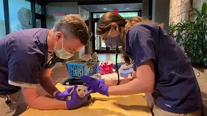 90K views · 951 reactions | BIG MILESTONE!  The Smithsonian National Zoo's newest giant panda cub is already over a month old! Today, officials shared a video of the zoo's veterinary team conducting the newborn's first exam. MORE: https://bit.ly/2Hp0a3z (: Smithsonian’s National Zoo and Conservation Biology Institute) | Fox 5 DC | Facebook