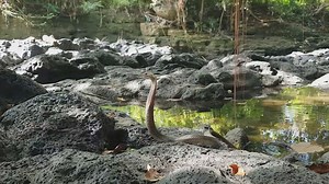 Testing spitting cobra venom accuracy using balloons in controlled environment