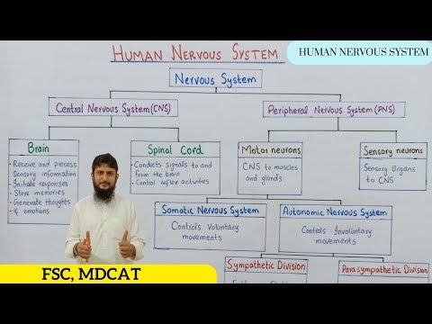 Human nervous system | Basic organization of human nervous system | class 12 | Urdu/hindi