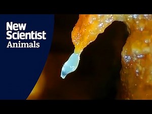 Living towers of worms observed in nature for the first time
