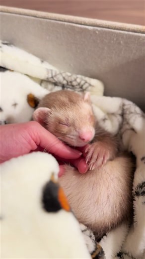 Cuddling with Baby Ferrets: Heartwarming Moments