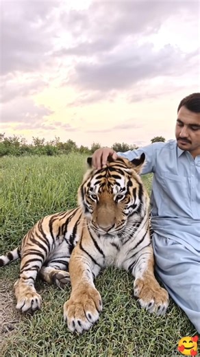 Sitting Calmly Beside a Tiger 🐅 | A Moment of Pure Trust