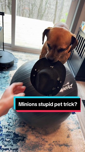 Minion’s Stupid Pet Trick #ad - Post your stupid pet tricks using #MyStupidPetTrick and tag @TBS Network for a chance to be featured during their new TV show Stupid Pet Tricks!