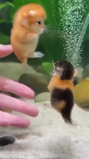 Catfish (song: ilyTOMMY - sick & tired 3) #ilytommy #hoodtrap #catsoftiktok #fish #tiktok