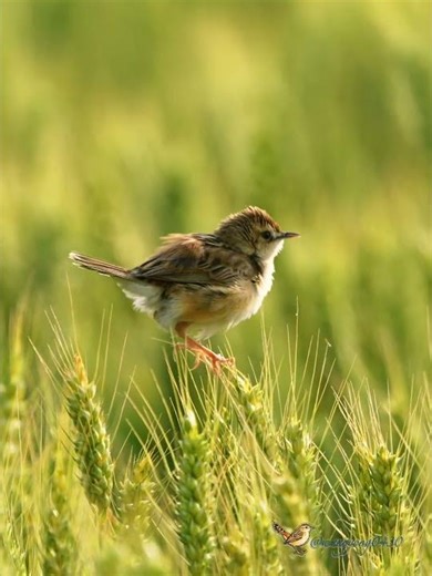 棕扇尾鶯 Zitting Cisticola #birds #birdingparadise #wildlife #nature #4k #birdphotography #birdwatching
