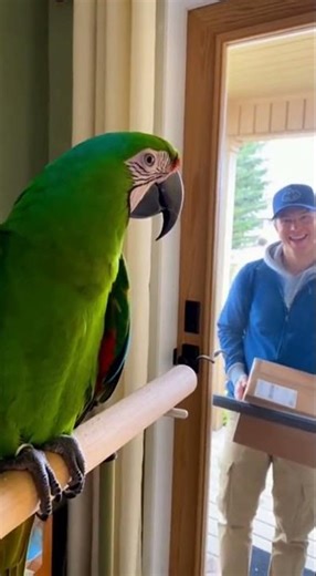 Macaw Says “Hello!” to Delivery Courier! 🦜🗣️👨‍💼 #parrot #viralvideo