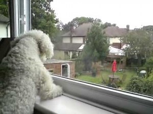 My bichon frise barking at 2 big dogs