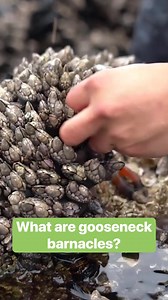 7.6M views · 52K reactions | Gooseneck barnacles are one of the most expensive seafood in the world. #soexpensive #seafood #crustacean | Insider Food | Facebook