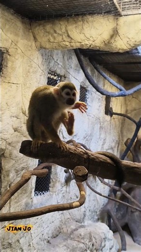 SQUIRREL MONKEY #kannur #MonkeyLife #Primate #JungleLife #RainforestAnimals #pets #viral