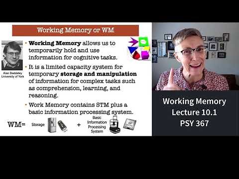 367 Lecture 10.1 Working Memory and the Central Executive