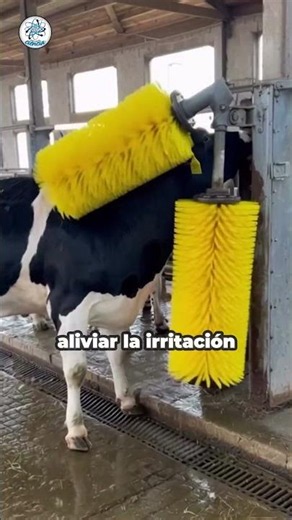 Why cows run straight to this scratching roller installed on farms