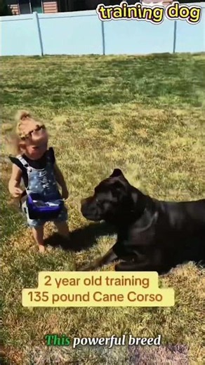 The cane cros💯 #dogs #dog #dogshorts #doglife #pets #puppy #germanshepherd #k9 #dogtraining #pet