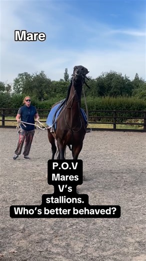 Stallion versus Mares. Which would you choose and why? I personally like both mares and stallions but it all depends on their temperament and personality. #horses #stallion #horsetrainingtips #stud #fyp | Tanya Tydeman