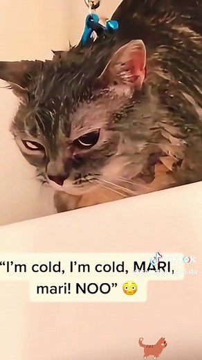 Cats Say Hello: Cute and Funny Moments