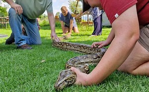 WATCH: 'It started vomiting out the dog' — 4.1m long python swallows pit bull whole | The Citizen