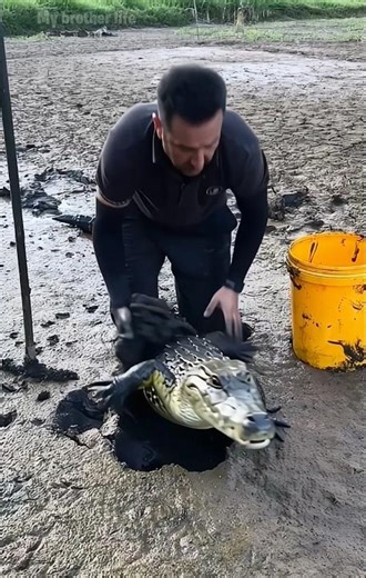 The crocodile came out from inside the hole, then what happened 😱 #shorts