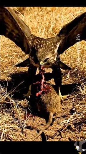 Hawk Strikes Bush Rat | Predator vs Prey