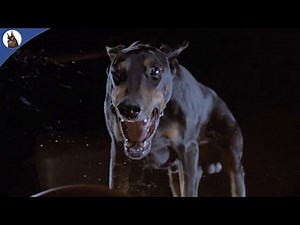 5 Cinema Movies with DOBERMANS - Part 2