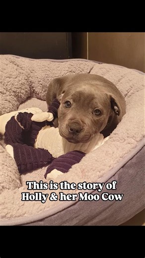 The Story of Holly and Her Moo Cow (In Pictures) 🥰🐾