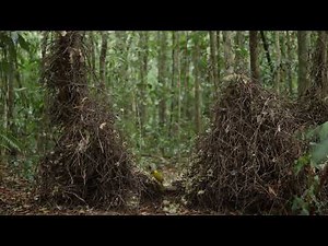 Golden Bowerbird decorating its Bower