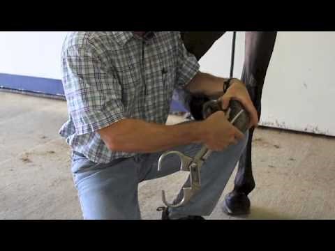 Basic Lameness Evaluation of the Horse