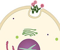 Cell-surface Biotinylation Assay
