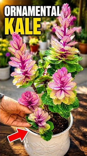 🥬 The Most Beautiful Cabbage Ever Ornamental Kale #shorts #garden #farming