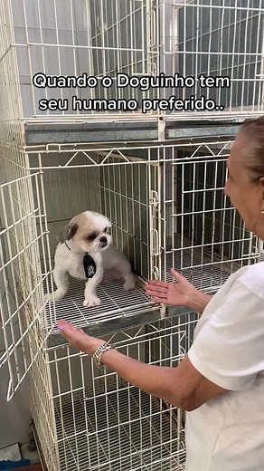 Adopt a Small White Dog from Shelter Today