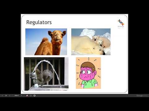 4a Conformers & Regulators