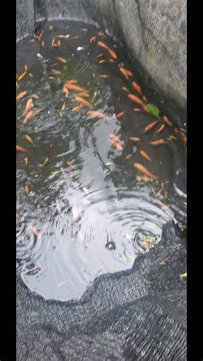 Tilapia fish farming #tilapiafingerlings