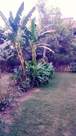 chand tare phool subnam #bolleywoodsong #lovemusic #love #song