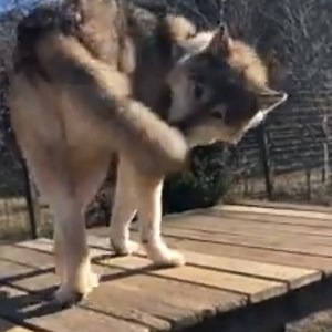 Howling Woods Farm on Reels