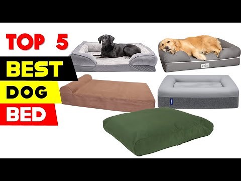 Top 5 Best Dog Beds Reviews in 2024