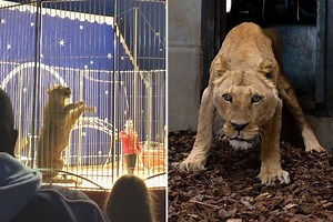 Abused lions rescued from ‘circus from hell’ after being mistreated