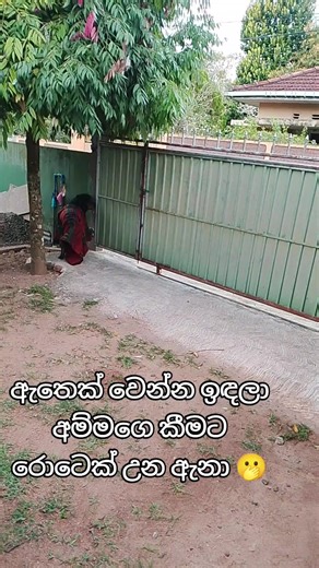 Rottweiler Dogs in Sri Lanka: Original Breed 2026