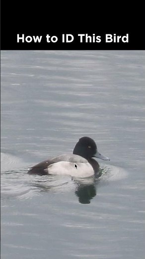 Can you identify this duck?