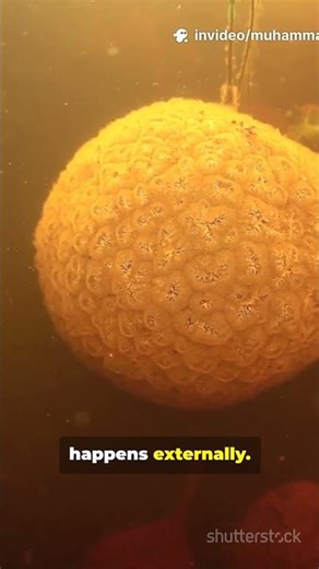 How Fish Reproduce: The Secret World of Fish Eggs 🐟