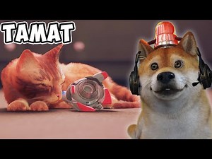 ENDING YANG MENYEDIHKAN SEKALI! KASIHAN KUCING OREN!! - Stray Indonesia #END