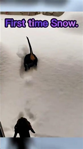 First Time Seeing Snow ❄️🐶 Pure Joy You Can’t Miss! #funny