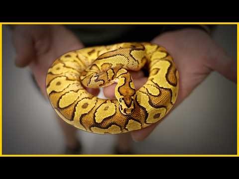 We would have NEVER shown this snake...