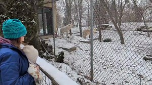 20K views · 97 reactions | Over the weekend we checked out a wildlife sanctuary and the pack of wolves there started howling! So cool! | Meteorologist Colleen Mehlberg | Facebook