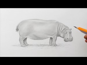 How to Draw a Hippo | Hippopotamus Drawing For Beginners - Videos For Kids