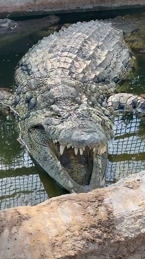 Crocodile at Zoo: Stunning Close-Up of Nature's Predator