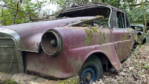 'Ultimate car graveyard' reveals trees growing through vintage vehicles